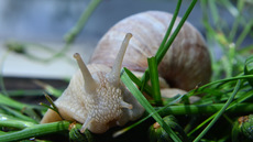 Weinbergschnecke_ (2).jpg